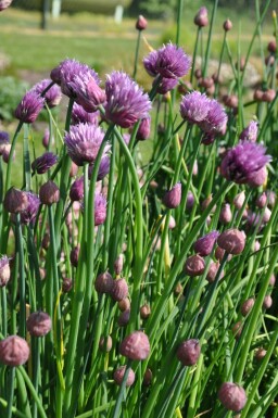 Chives Allium schoenoprasum 5-10 pot P9 Allium schoenoprasum