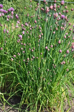 Chives Allium schoenoprasum 5-10 pot P9 Allium schoenoprasum