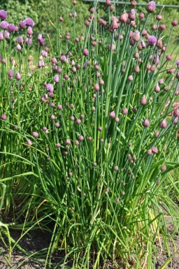 Chives Allium schoenoprasum 5-10 pot P9