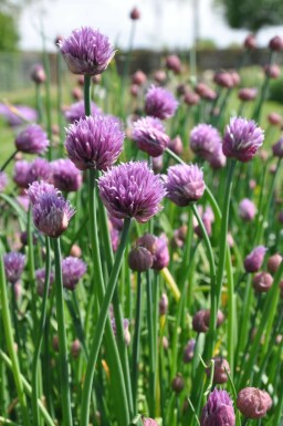 Chives Allium schoenoprasum 5-10 pot P9 Allium schoenoprasum