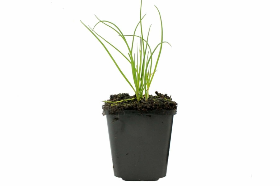 Chives Allium schoenoprasum 5-10 pot P9 Allium schoenoprasum