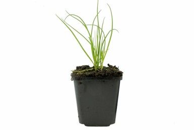 Chives Allium schoenoprasum 5-10 pot P9 Allium schoenoprasum
