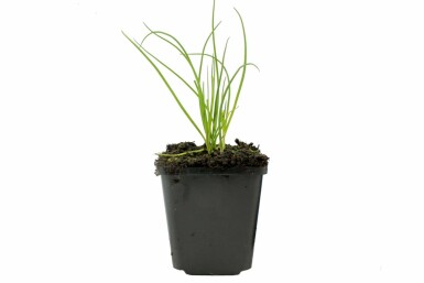 Chives Allium schoenoprasum 5-10 pot P9