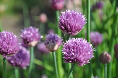 Chives Allium schoenoprasum 5-10 pot P9 Allium schoenoprasum