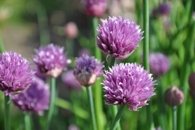 Chives Allium schoenoprasum 5-10 pot P9