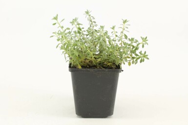 Mountain madwort Alyssum montanum 'Berggold' 5-10 pot P9 Alyssum montanum 'Berggold'
