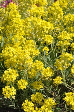 Mountain madwort Alyssum montanum 'Berggold' 5-10 pot P9 Alyssum montanum 'Berggold'