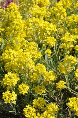 Mountain madwort Alyssum montanum 'Berggold' 5-10 pot P9