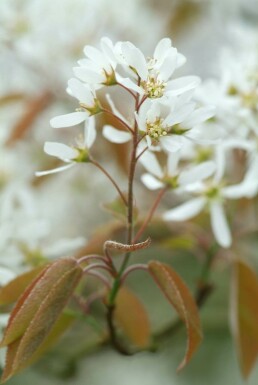 Snowy mespilus Amelanchier × lamarckii shrub 40-50 pot C3
