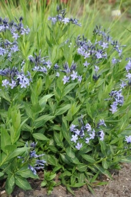Bluestar Amsonia 'Blue Ice' 5-10 pot P9 Amsonia 'Blue Ice'