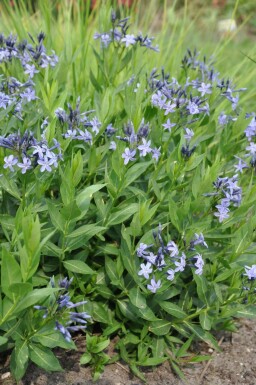 Bluestar Amsonia 'Blue Ice' 5-10 pot P9