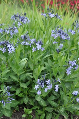 Bluestar Amsonia 'Blue Ice' 5-10 pot P9