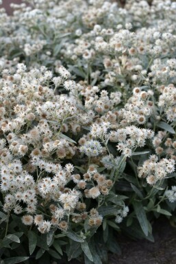 Triple-nerved pearly everlasting Anaphalis triplinervis 5-10 pot P9 Anaphalis triplinervis