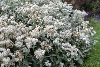 Triple-nerved pearly everlasting Anaphalis triplinervis 5-10 pot P9 Anaphalis triplinervis