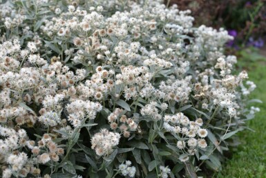 Triple-nerved pearly everlasting Anaphalis triplinervis 5-10 pot P9