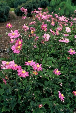 Japanese anemone Anemone hupehensis 'Prinz Heinrich' 5-10 pot P9 Anemone hupehensis 'Prinz Heinrich'