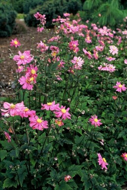 Japanese anemone Anemone hupehensis 'Prinz Heinrich' 5-10 pot P9