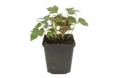 Japanese anemone Anemone hupehensis 'Prinz Heinrich' 5-10 pot P9 Anemone hupehensis 'Prinz Heinrich'