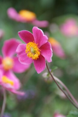 Japanese anemone Anemone hupehensis 'Splendens' 5-10 pot P9