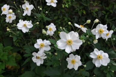 Japanese anemone Anemone hybrida 'Honorine Jobert' 10-15 pot C2 Anemone hybrida 'Honorine Jobert'