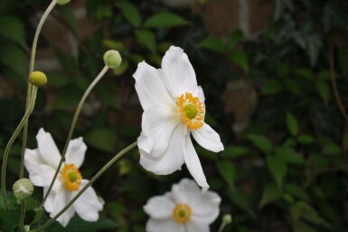 Japanese anemone Anemone hybrida 'Honorine Jobert' 10-15 pot C2 Anemone hybrida 'Honorine Jobert'