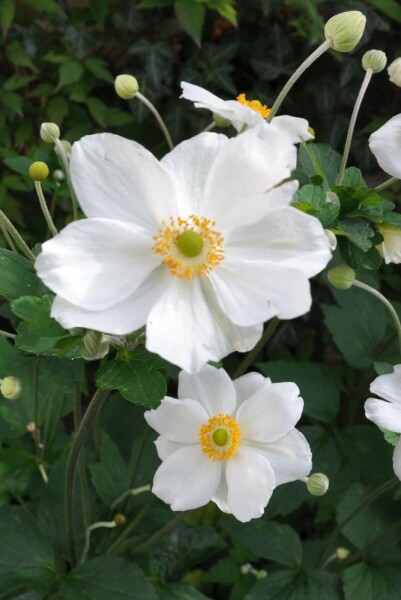 Japanese anemone Anemone hybrida 'Honorine Jobert' 10-15 pot C2 Anemone hybrida 'Honorine Jobert'