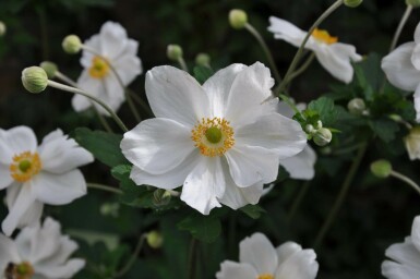 Japanese anemone Anemone hybrida 'Honorine Jobert' 10-15 pot C2 Anemone hybrida 'Honorine Jobert'
