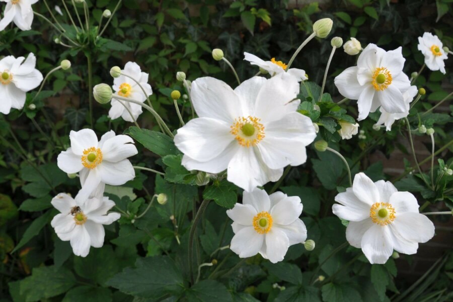 Japanese anemone Anemone hybrida 'Honorine Jobert' 10-15 pot C2 Anemone hybrida 'Honorine Jobert'