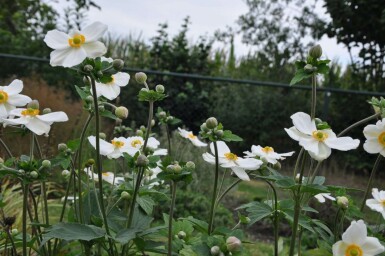 Japanese anemone Anemone hybrida 'Honorine Jobert' 5-10 pot P9 Anemone hybrida 'Honorine Jobert'