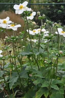 Japanese anemone Anemone hybrida 'Honorine Jobert' 5-10 pot P9