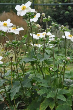 Japanese anemone Anemone hybrida 'Honorine Jobert' 5-10 pot P9 Anemone hybrida 'Honorine Jobert'