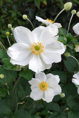 Japanese anemone Anemone hybrida 'Honorine Jobert' 5-10 pot P9