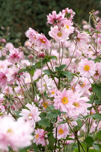 Japanese anemone Anemone hybrida 'Königin Charlotte' 5-10 pot P9 Anemone hybrida 'Königin Charlotte'