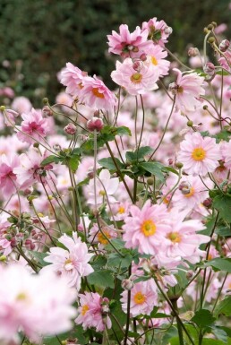 Japanese anemone Anemone hybrida 'Königin Charlotte' 5-10 pot P9 Anemone hybrida 'Königin Charlotte'