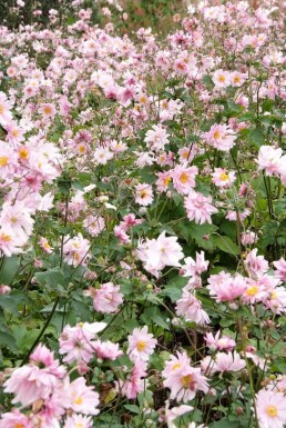 Japanese anemone Anemone hybrida 'Königin Charlotte' 5-10 pot P9 Anemone hybrida 'Königin Charlotte'