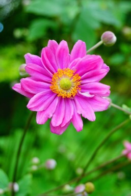 Japanese anemone Anemone hybrida 'Pamina' 5-10 pot P9 Anemone hybrida 'Pamina'
