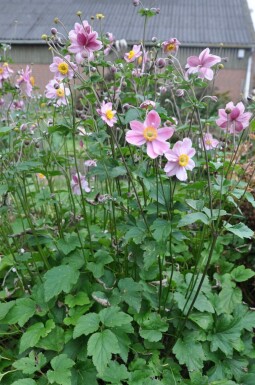 Japanese anemone Anemone hybrida 'Serenade' 5-10 pot P9 Anemone hybrida 'Serenade'