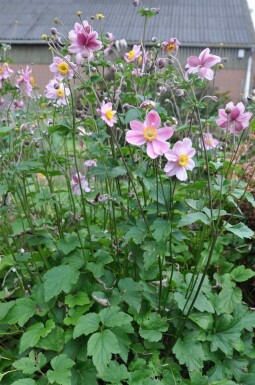 Japanese anemone Anemone hybrida 'Serenade' 5-10 pot P9