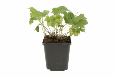 Japanese anemone Anemone hybrida 'Whirlwind' 5-10 pot P9 Anemone hybrida 'Whirlwind'