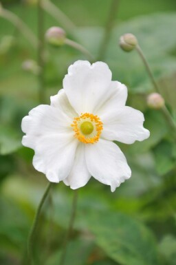 Japanese anemone Anemone hybrida 'Whirlwind' 5-10 pot P9 Anemone hybrida 'Whirlwind'