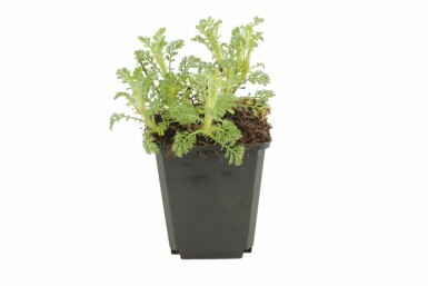 Dyer's chamomile Anthemis tinctoria 'Sauce Hollandaise' 5-10 pot P9 Anthemis tinctoria 'Sauce Hollandaise'