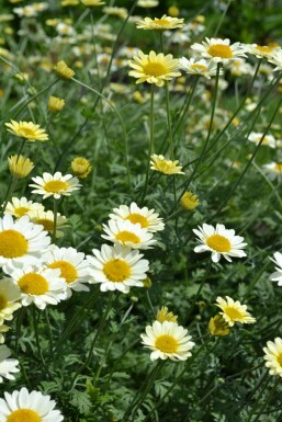 Anthemis tinctoria 'Sauce Hollandaise'