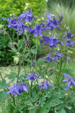 Alpine columbine Aquilegia alpina 5-10 pot P9