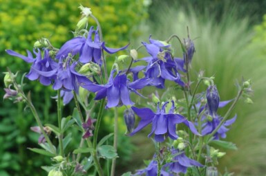 Alpine columbine Aquilegia alpina 5-10 pot P9 Aquilegia alpina