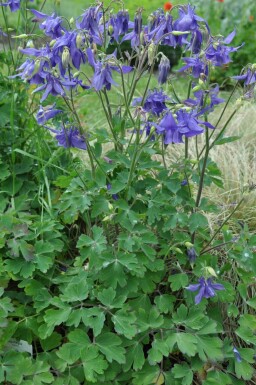 Alpine columbine Aquilegia alpina 5-10 pot P9