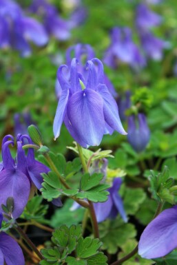 Fan-leaved columbine Aquilegia flabellata 'Ministar' 5-10 pot P9 Aquilegia flabellata 'Ministar'