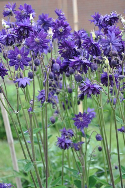 Columbine Aquilegia vulgaris 'Black Barlow' 5-10 pot P9 Aquilegia vulgaris 'Black Barlow'