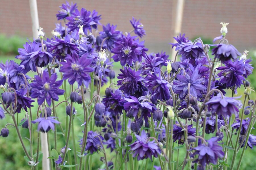 Columbine Aquilegia vulgaris 'Black Barlow' 5-10 pot P9 Aquilegia vulgaris 'Black Barlow'