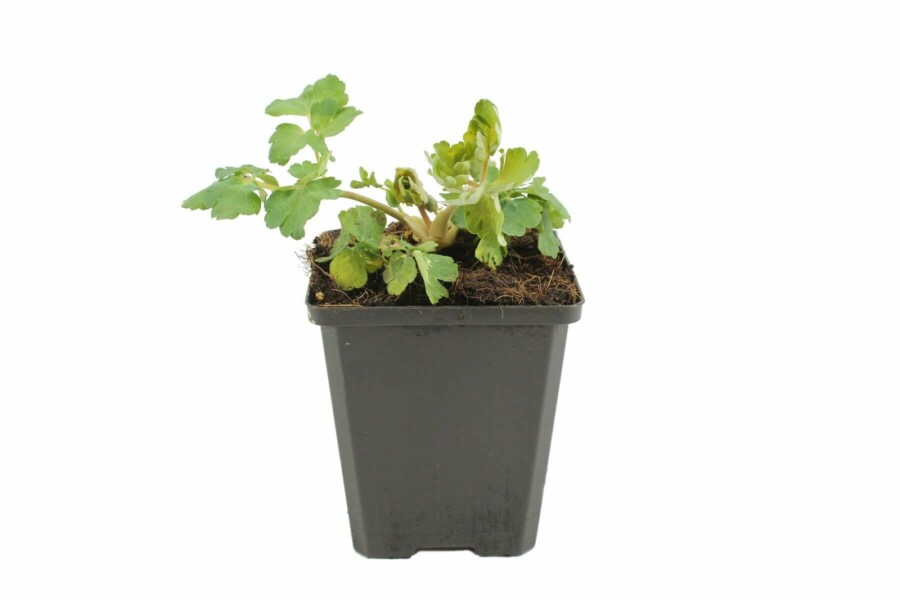 Columbine Aquilegia vulgaris 'Black Barlow' 5-10 pot P9 Aquilegia vulgaris 'Black Barlow'