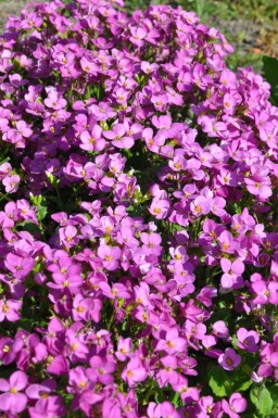 Mountain rock cress Arabis caucasica 'Pinkie' 5-10 pot P9